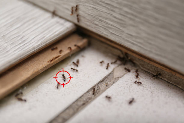 Best Affordable Pest Control Services  in Kenwood Estates, FL