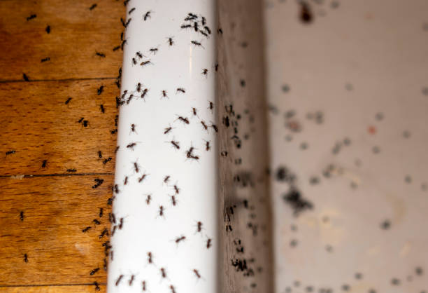 Best Best Pest Control Companies  in Kenwood Estates, FL