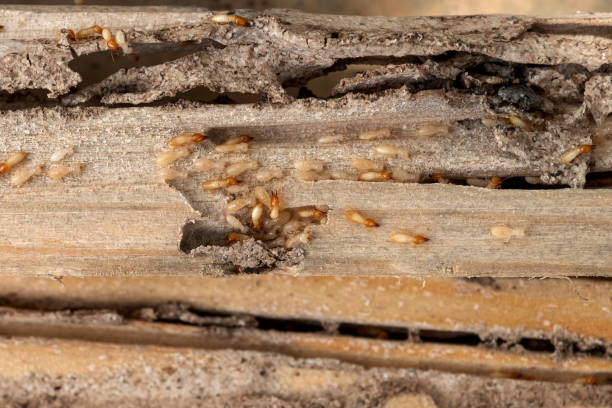 Best Flea Control Services  in Kenwood Estates, FL