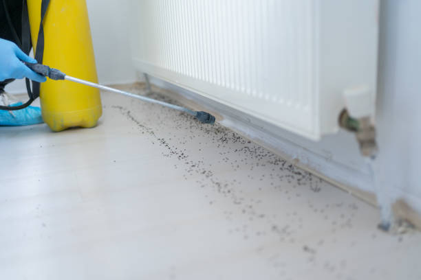 Professional Pest Control in Kenwood Estates, FL