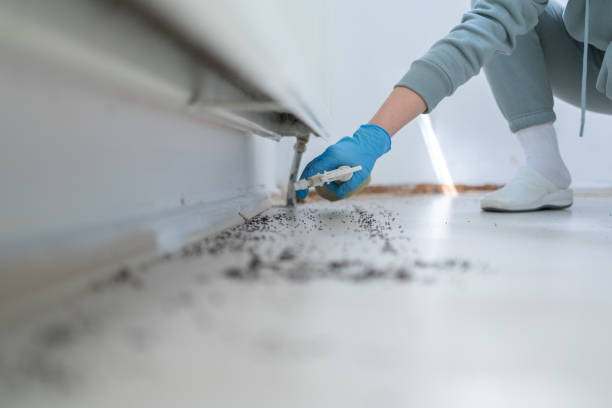 Professional Pest Control in Kenwood Estates, FL